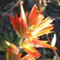 Day 4 - Hummocks - Paintbrush flower